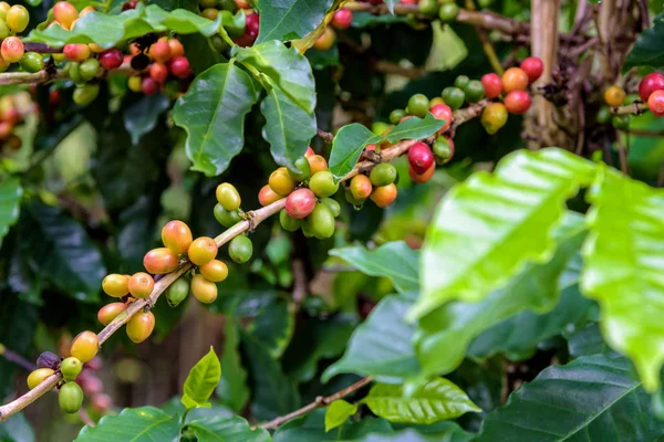 Созревание ягод кофе — стоковое фото