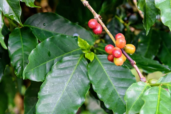 Kávé berry érés — Stock Fotó