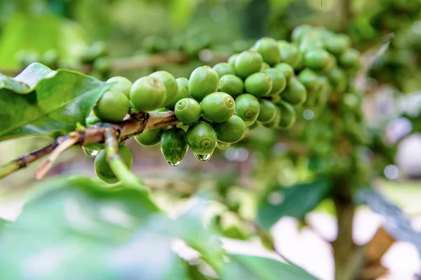 Groene koffie berry — Stockfoto