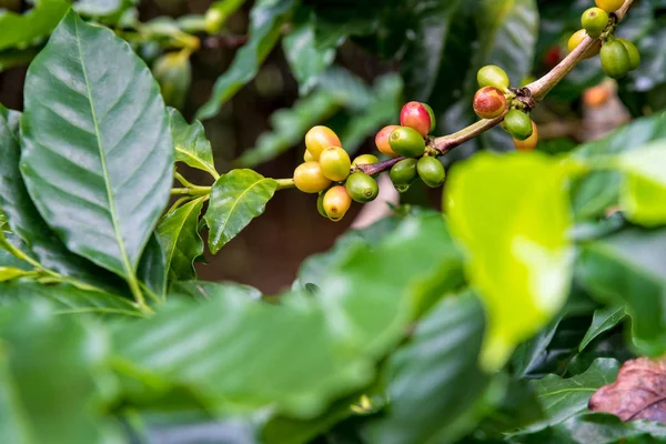 Koffie bessen rijpen Stockafbeelding