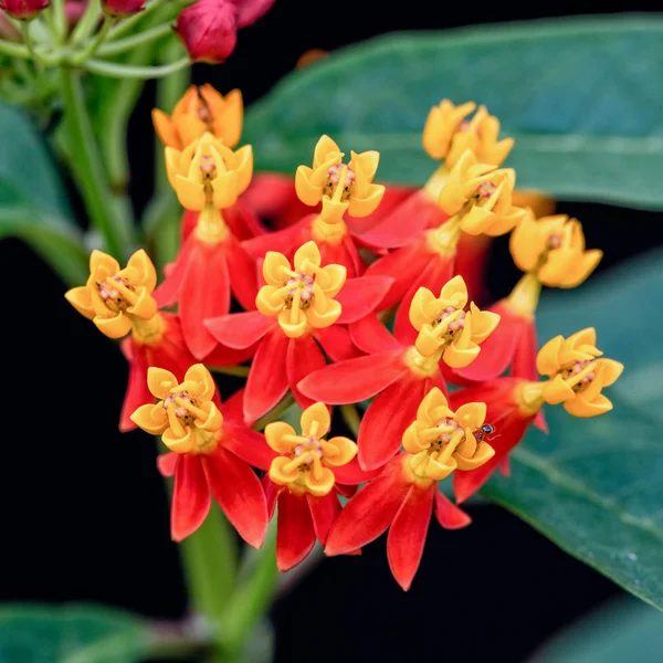 Asclepias Curassavica flower — Stock Photo, Image