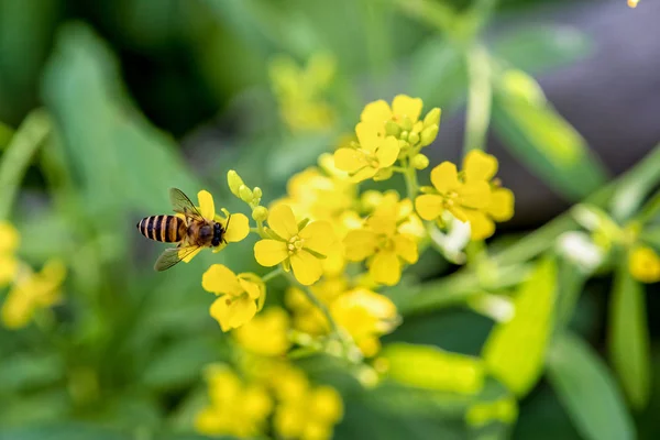 Bee on yellow flowers — Stock Photo, Image