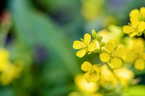 Gelbe Blume von wildem Senf — Stockfoto