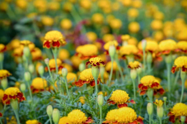 Tigerauge Französische Ringelblume — Stockfoto