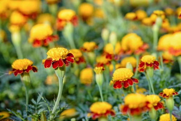 Tigerauge Französische Ringelblume — Stockfoto