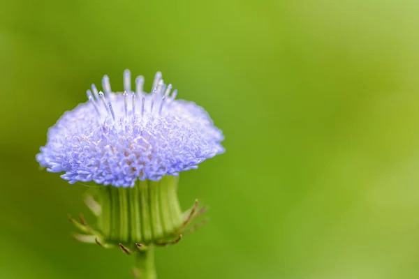 Closeup small blue flower — Stock Photo, Image