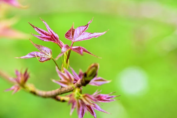 Red young leaves Maple — Stock Photo, Image