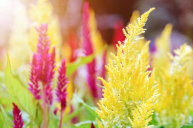 celosia argentea çiçek