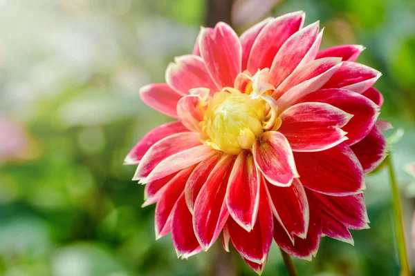 Dahlia hybrid flower — Stock Photo, Image