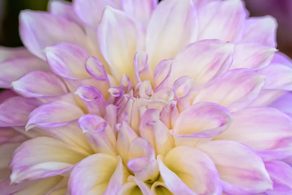 Dahlia hybrid flower — Stock Photo, Image