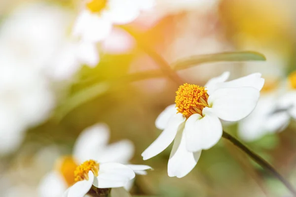 Flores blancas bajo la luz del sol —  Fotos de Stock