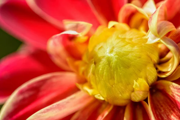 Close up middle Dahlia flower — Stock Photo, Image
