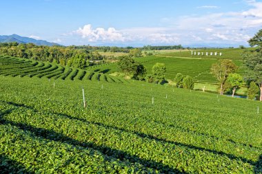 Choui Fong çay plantasyon