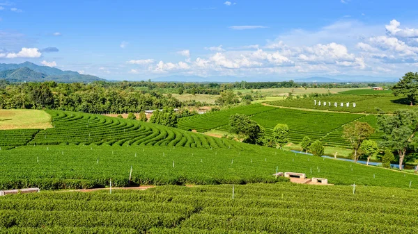 Choui Fong čajové plantáže — Stock fotografie