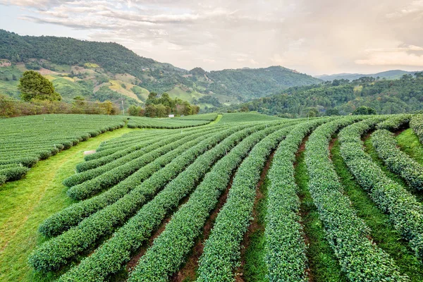 Krajina zelený čaj plantáž — Stock fotografie