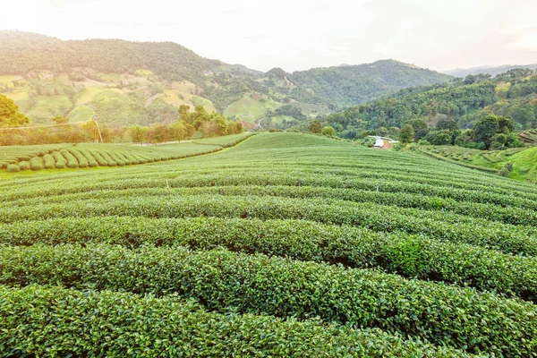 Krajina zelený čaj plantáž — Stock fotografie