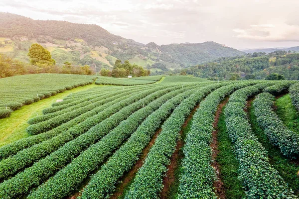 Krajina zelený čaj plantáž — Stock fotografie