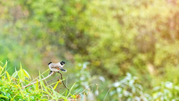 Pycnonotus Aurigaster πτηνών — Φωτογραφία Αρχείου