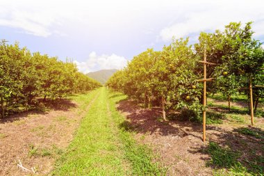 Orange orchard in Thailand clipart