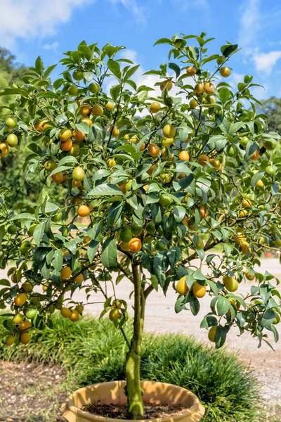 Narancs gyümölcs a fán — Stock Fotó