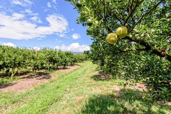 Orange orchard in Thailand