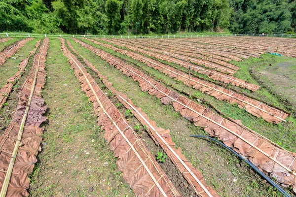 Jahodové plantáže v Thajsku — Stock fotografie