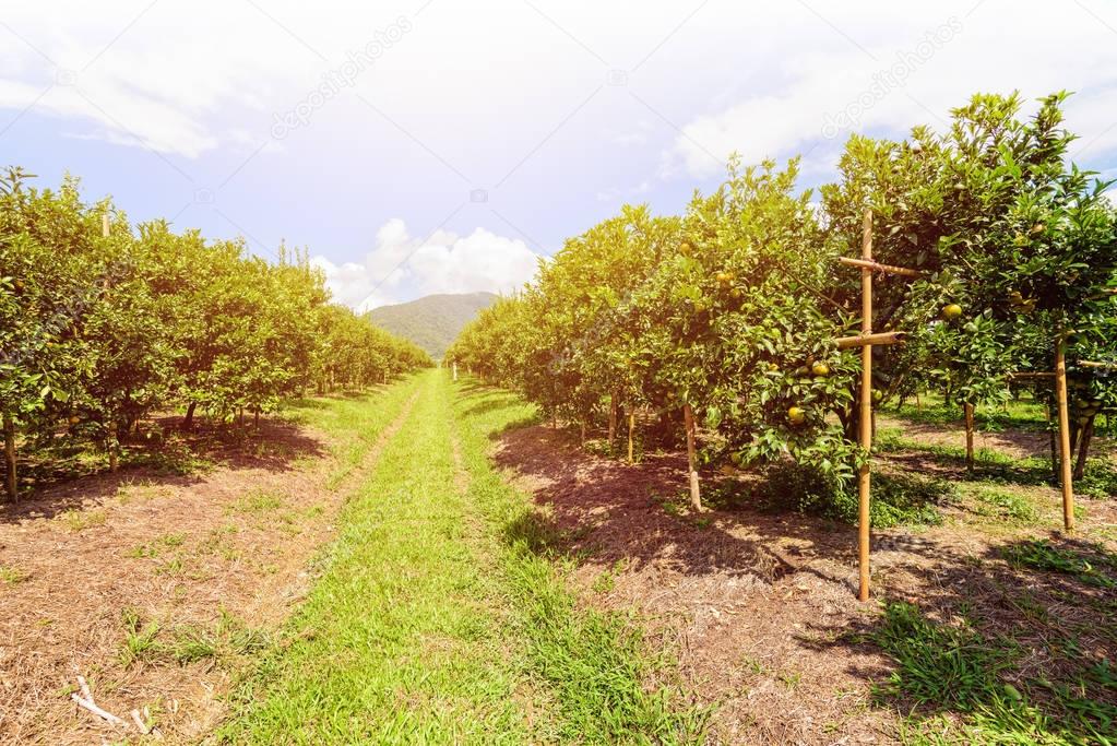 Orange orchard in Thailand