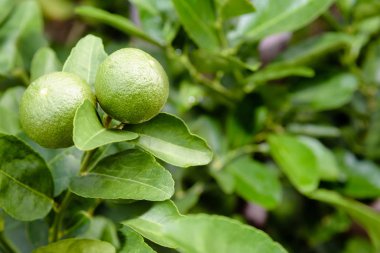 Ağaç üzerinde iki yeşil limon