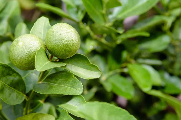 Dvě zelené citrony na stromě — Stock fotografie
