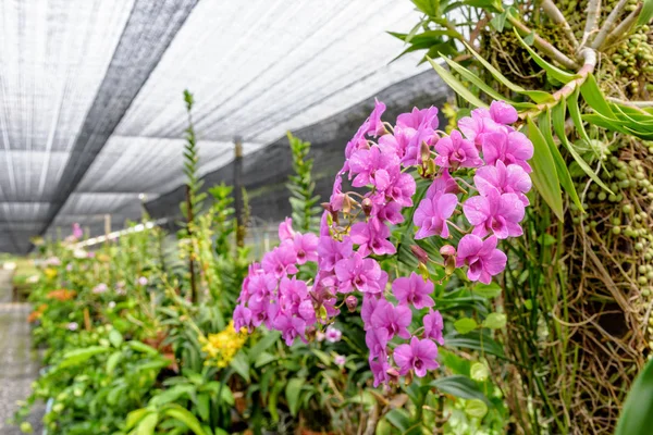 Розовые орхидеи на ферме — стоковое фото