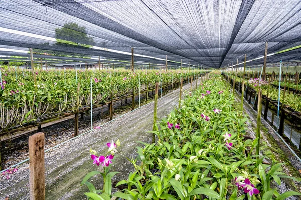 Dendrobium orchid farm — Stock Photo, Image