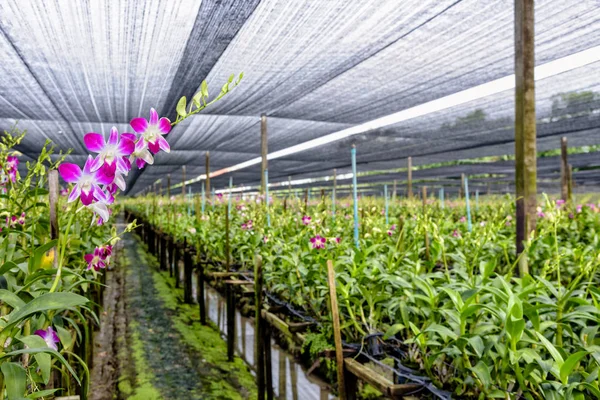 Дендробиевая орхидея — стоковое фото