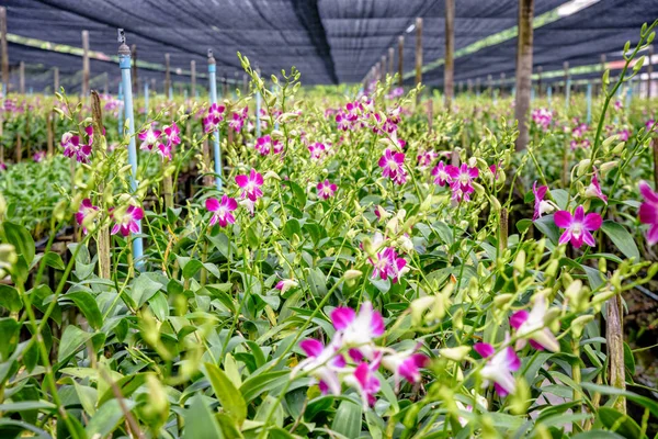 Dendrobium orchid farm — Stock Photo, Image