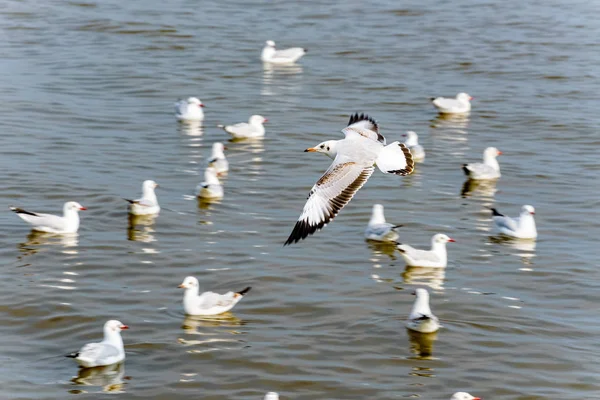 Rebanho de gaivotas no Centro de Recreação Bangpu — Fotografia de Stock