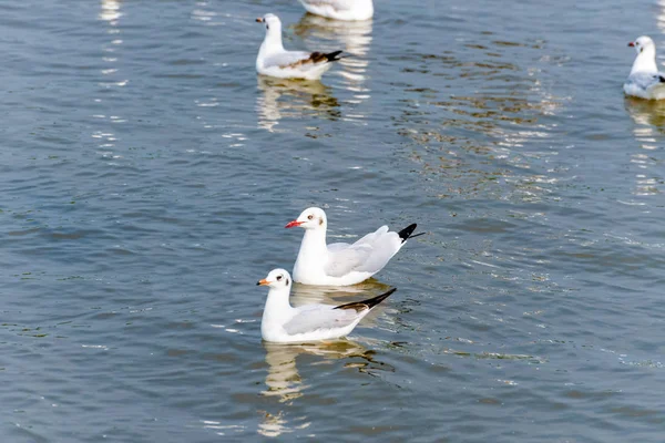 Par de gaivotas alegremente flutuando na água — Fotografia de Stock