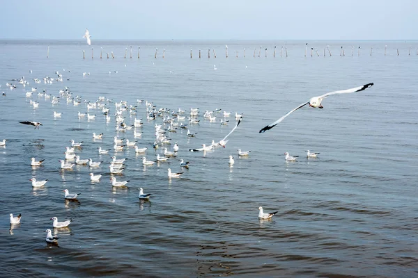 Rebanho de gaivotas no Centro de Recreação Bangpu — Fotografia de Stock