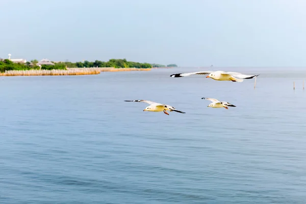 Fechar três gaivotas voando no mar — Fotografia de Stock