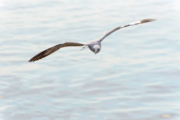 Крупный план передней чайки, счастливо летающей в небе — стоковое фото