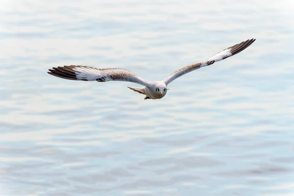 Acercamiento frente gaviota volando felizmente en el cielo — Foto de Stock