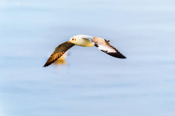 Vista lateral de perto da gaivota voando no céu — Fotografia de Stock
