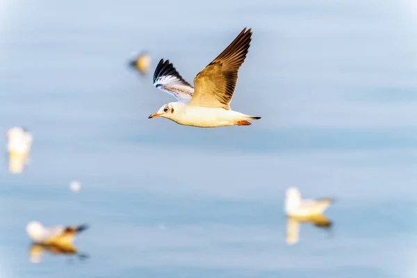Vista lateral de perto da gaivota voando no céu — Fotografia de Stock