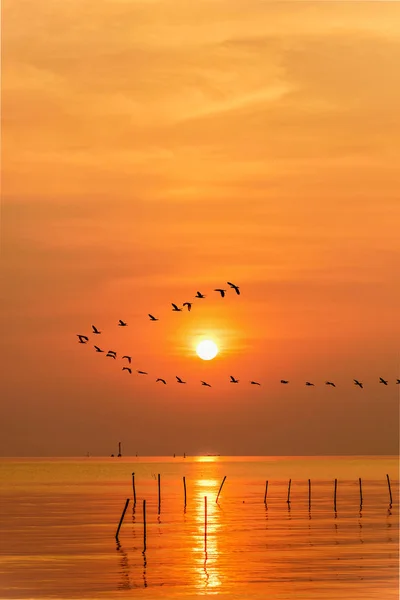 Seagulls flying in a line through the sun at sunset — Stock Photo, Image