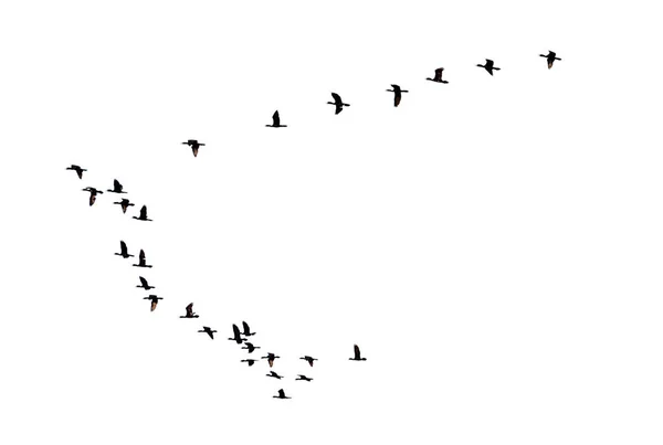 Silhouette flock of birds flying in a row — Stock Photo, Image