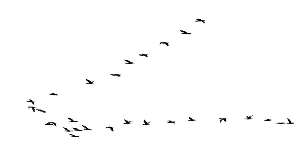 Silhouette flock of birds flying in a row
