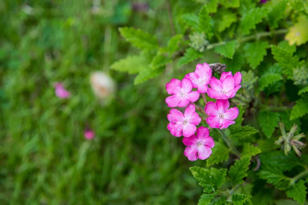 Nahaufnahme rosa und weiße Blume auf grünem Hintergrund — Stockfoto