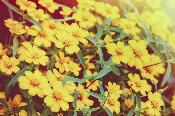 Estilo vintage flores amarillas en el jardín —  Fotos de Stock