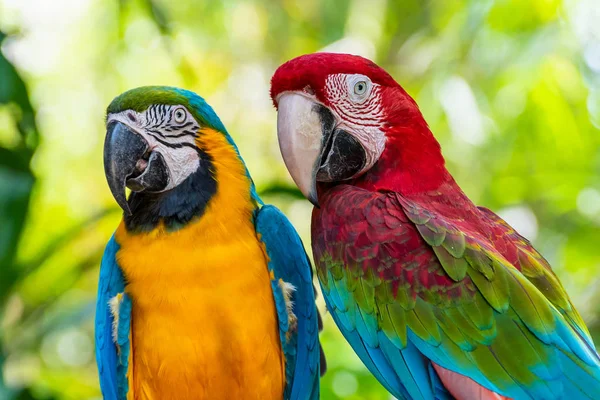 Blauer Und Goldener Ara Oder Ara Ararauna Und Grüner Geflügelter — Stockfoto