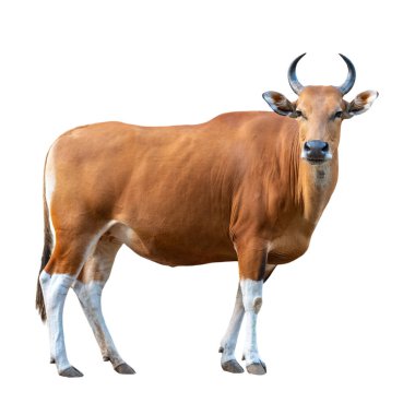 Banteng, Tembadau veya Bos Javanicus beyaz arka planda izole edilmiş, dişi kahverengi sığır ayakta duruyor ve geriye bakıyor vahşi bir memeli.