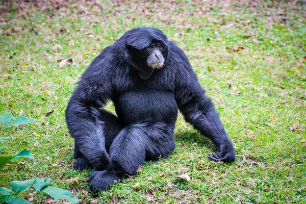 Wildlife Nature Siamang Gibbon Symphalangus Syndactylus Large Black Fur Animal — Stock Photo, Image