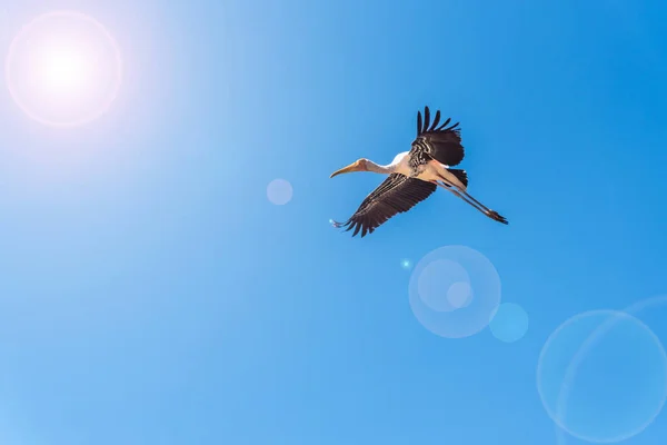 Painted Stork Mycteria Leucocephala Single Big Bird Flying Alone Bright — Stock Photo, Image